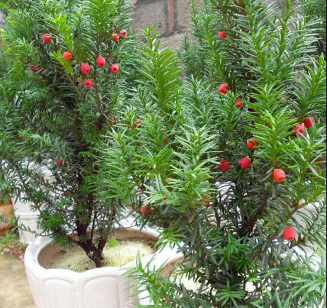 家居园艺:红豆杉盆栽的养殖方法和注意事项