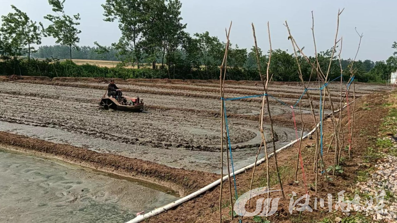 中国最大红虫养殖基地图片