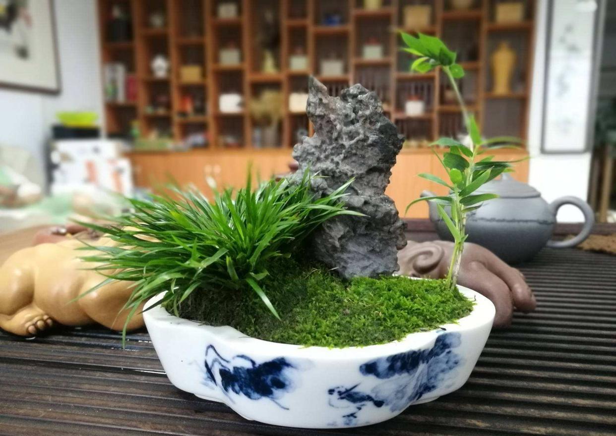 菖蒲又名文人草,养成盆景观赏性高,养成自然景观