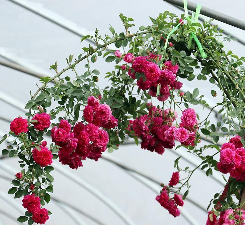 甜蜜红木香被称为"开花机器",栽2棵庭院变花海,让人惊艳