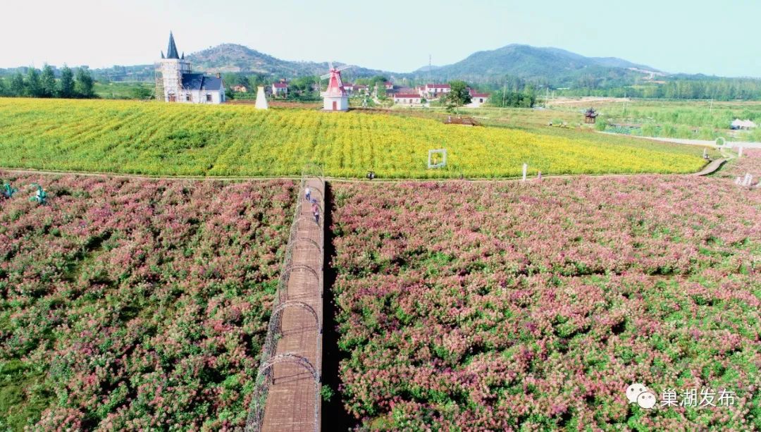 巢湖庙岗乡巨幅稻田画进入最佳观赏期