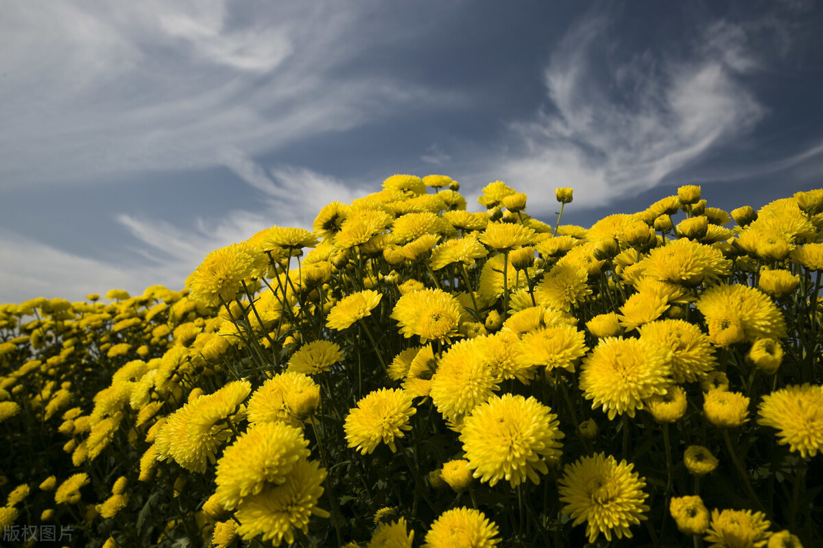 菊花山 baijiahao.baidu.com