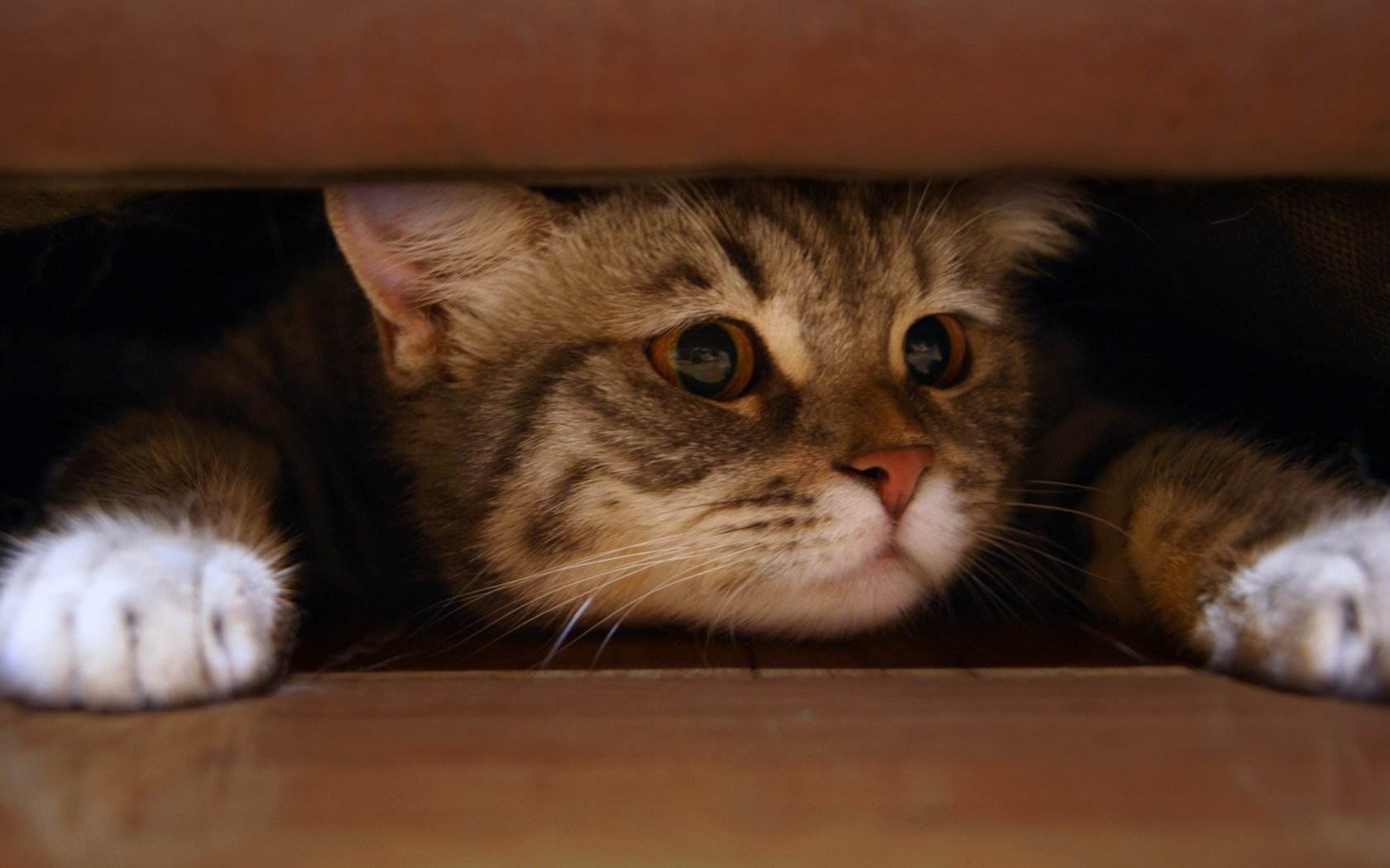 这些信号,其实是猫咪在"叫救命",还有很多人不知道!