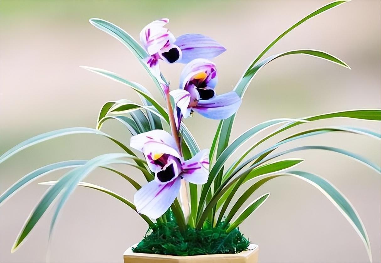 建兰色花第一名品"紫月荷",花开富贵吉祥,兰香扑鼻,养兰首选