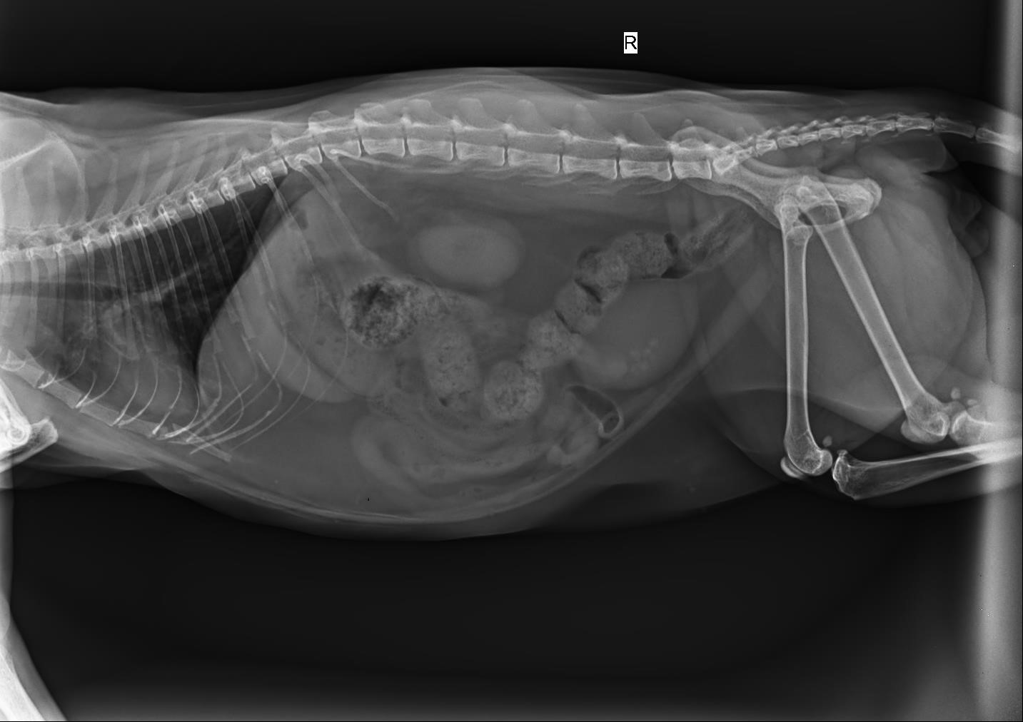 猫咪膀胱炎图片
