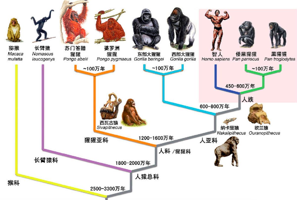 达尔文的进化论有错误吗