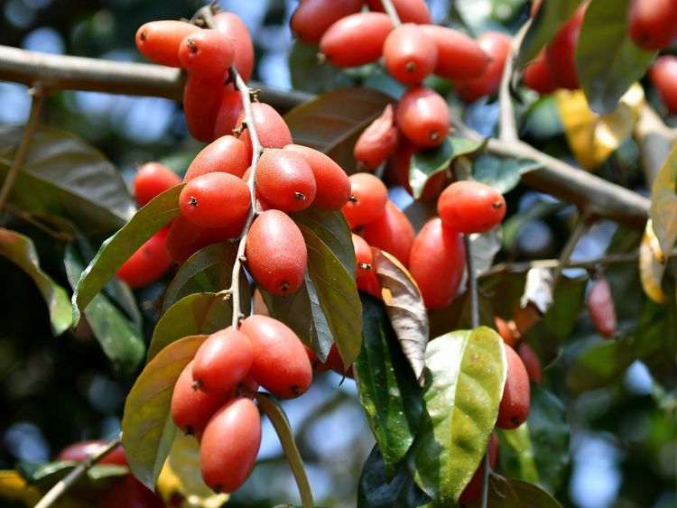 羊奶果是什么水果?