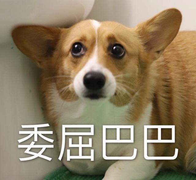 你支持给狗狗绝育吗?先了解清楚这些好处和坏处吧