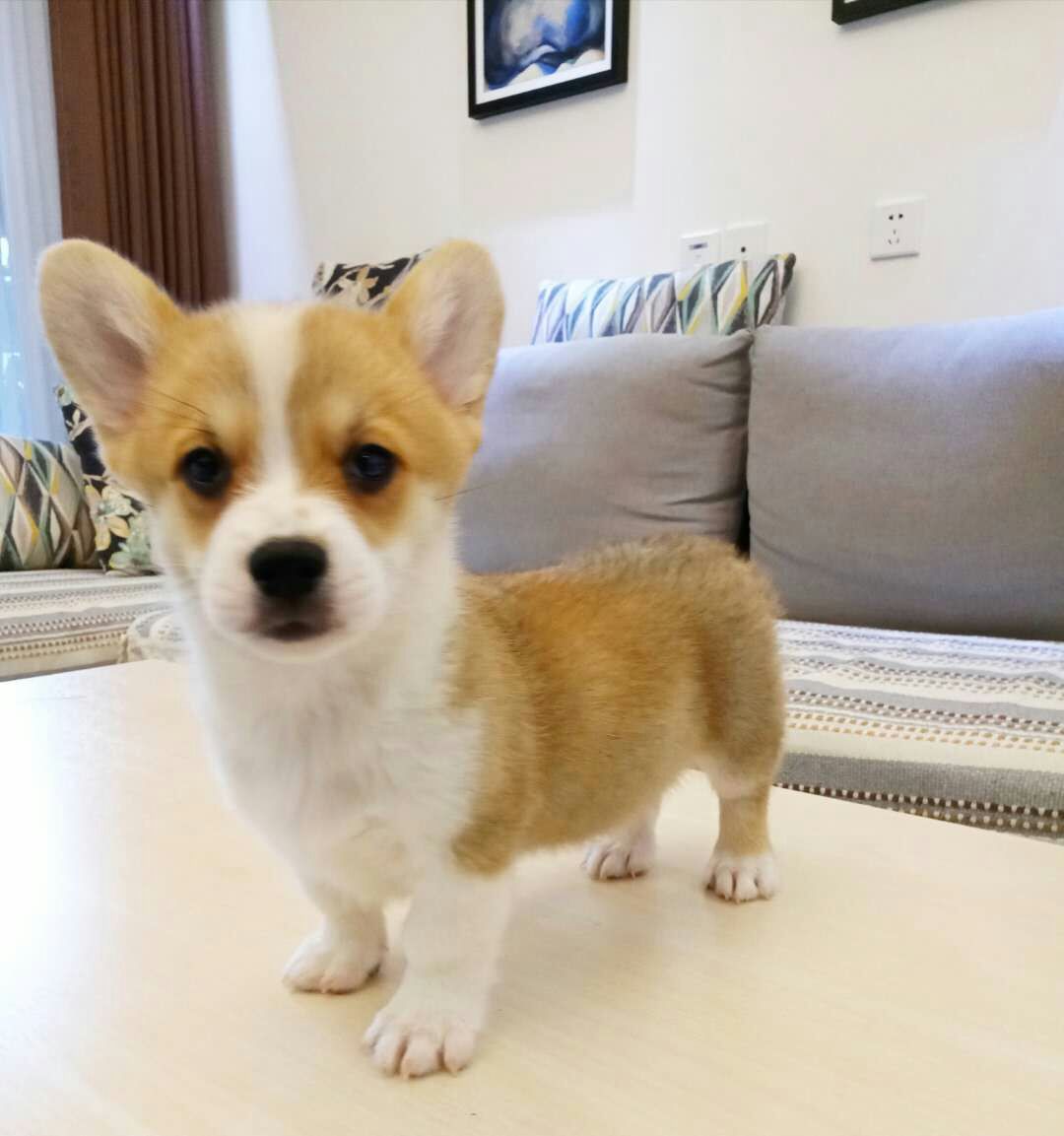 柯基犬的寿命和衰老特征