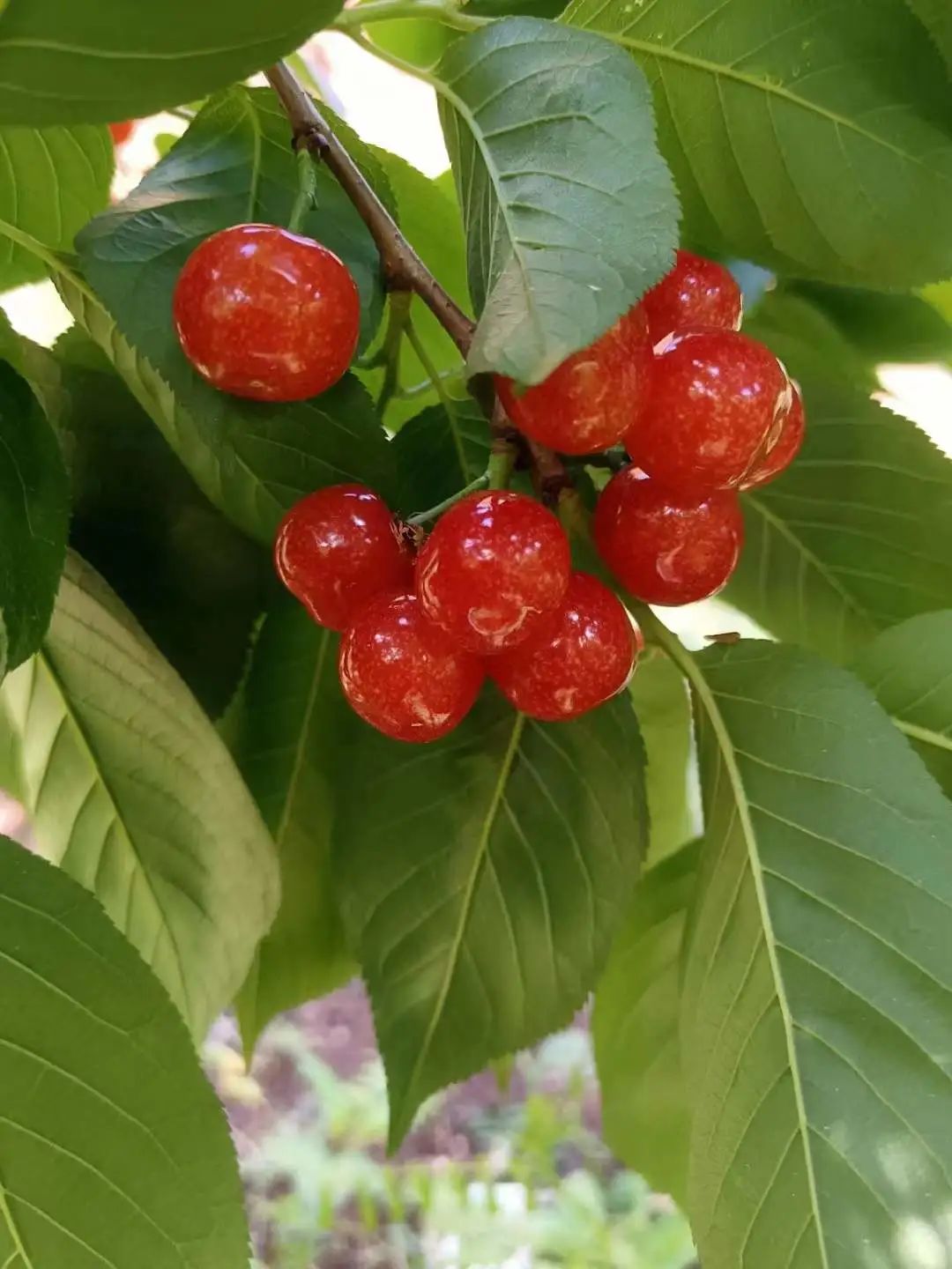 有一种叫云南的生活|本周日邀你畅游昭通鲁甸樱桃文化旅游节