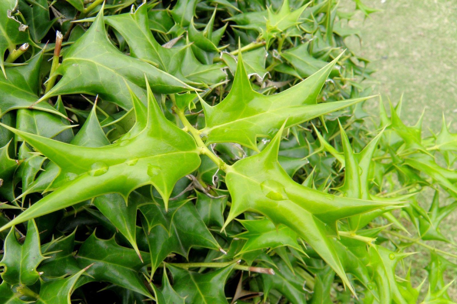 农民讨厌的植物枸骨,却有3个厉害的妙用,很多人不知道