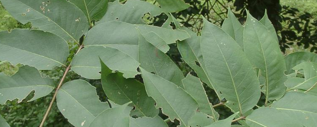 伯乐叶是什么树叶?