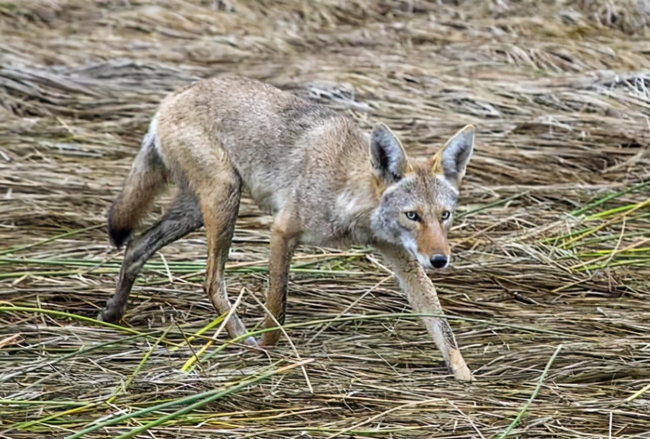 原本怕人的加拿大郊狼突然频繁攻击人类?科学家:或因毒素和药物
