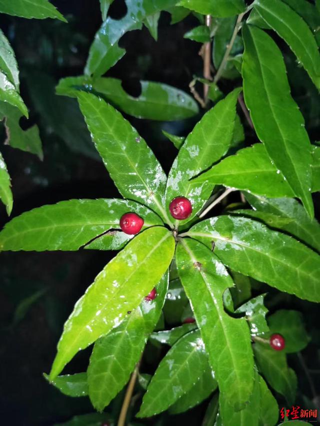 热点|你见过树叶上开花结果吗？四川青城山首次发现神秘植物“叶上珠”