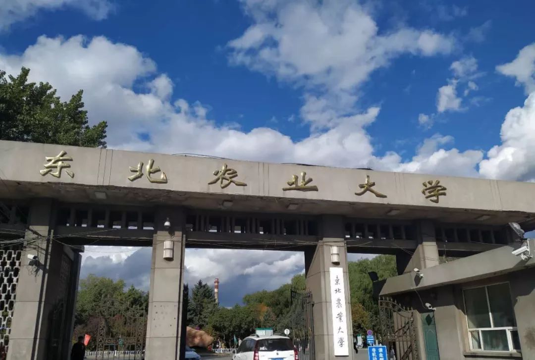 东北农业大学校门图片