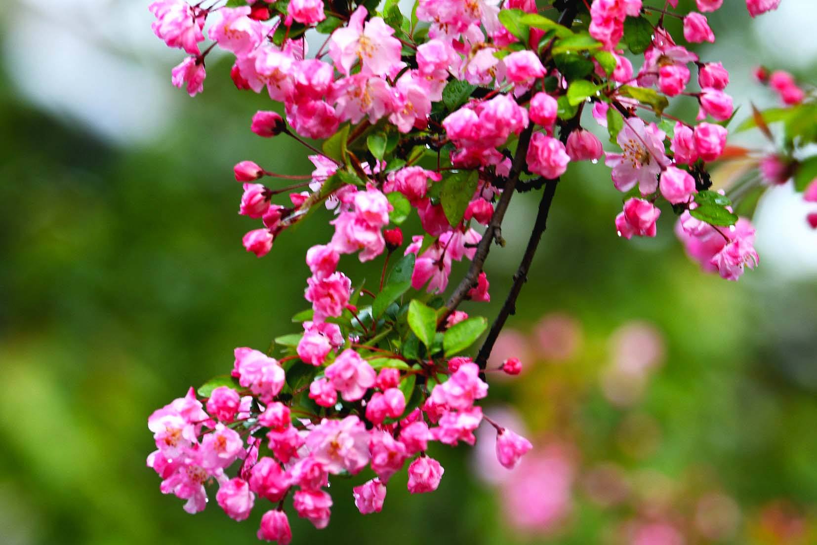 心理测试:选择下面最好看的花,测试一下你身边的贵人多不多