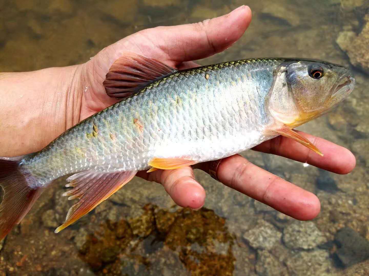 路亚钓马口,怎样才能连竿?