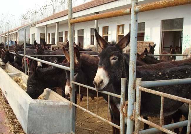 本草发酵饲料助力驴场养殖健康生产