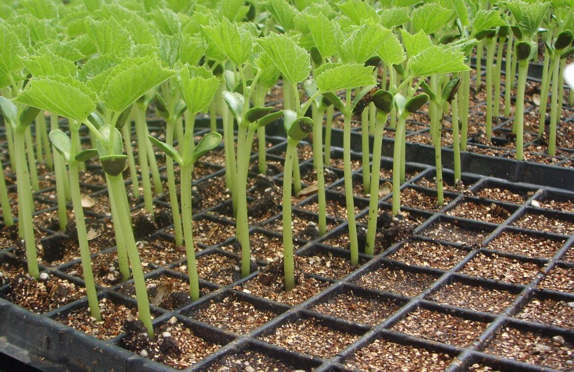 一种全新的早春茬黄瓜育苗技术1个人也能操作纯纯的干货分享