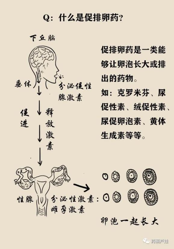 药师解药"多子丸"真的能实现生娃自由?