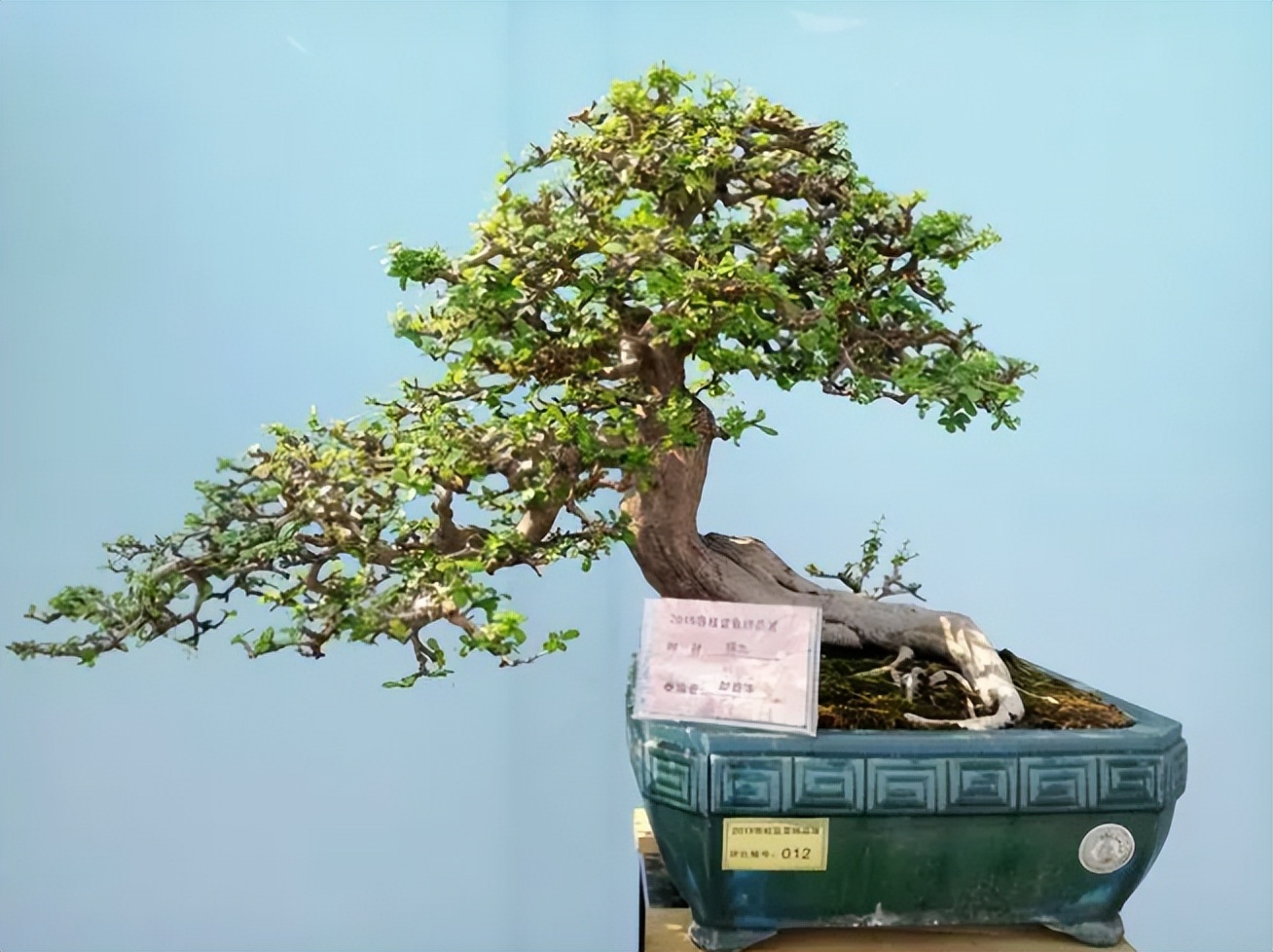 岭南派盆景造型必须知道的几点