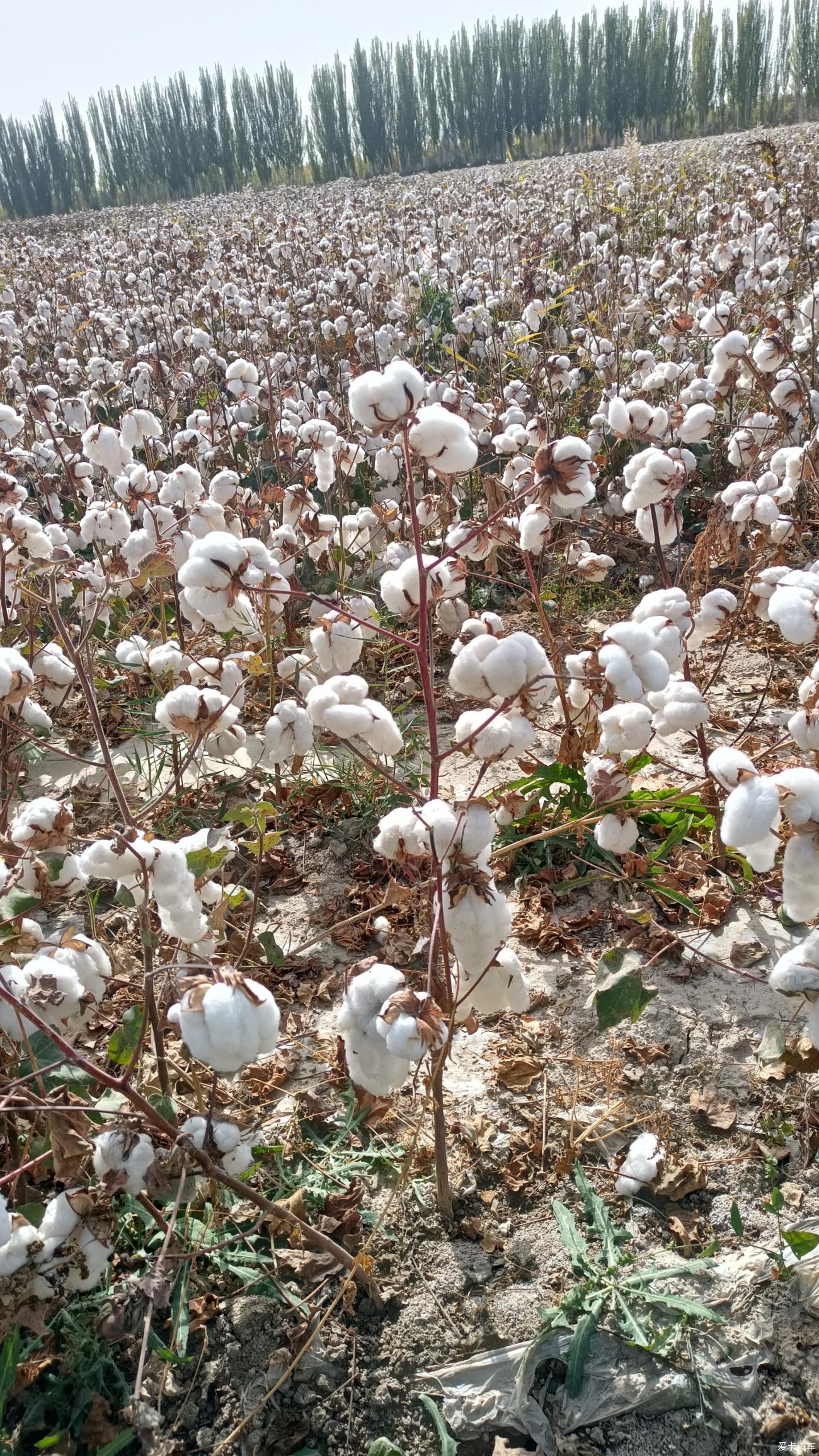 2010年,女记者马金瑜辞掉工作嫁给青海农民,如今怎么样了?