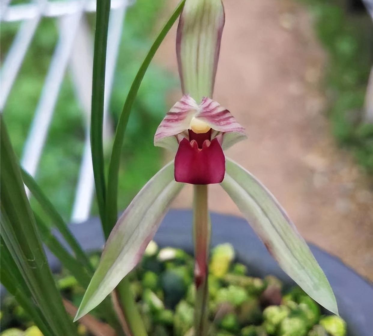 云南极品红素——滇红素,花色水红,兰香怡人,被誉为春兰之王