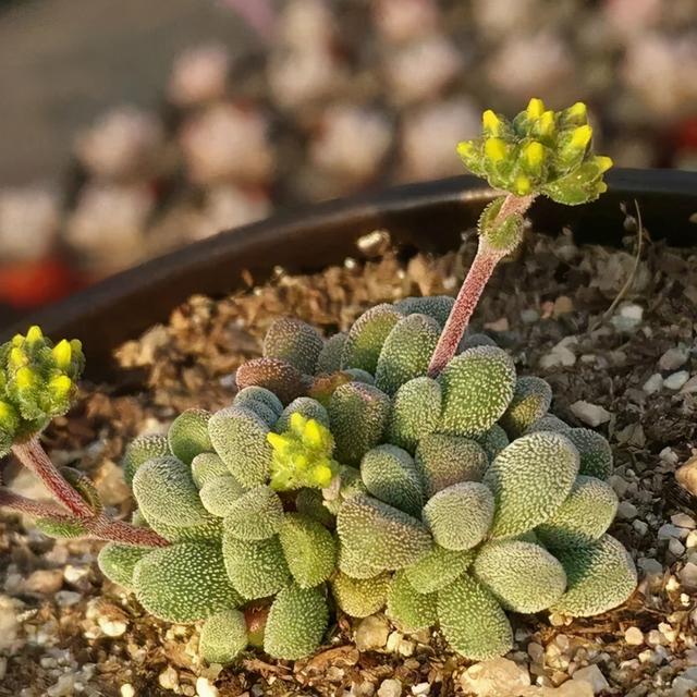 多肉徒长"摊大饼",断水拦腰砍一刀,重新缀化,憋成群生小胖墩