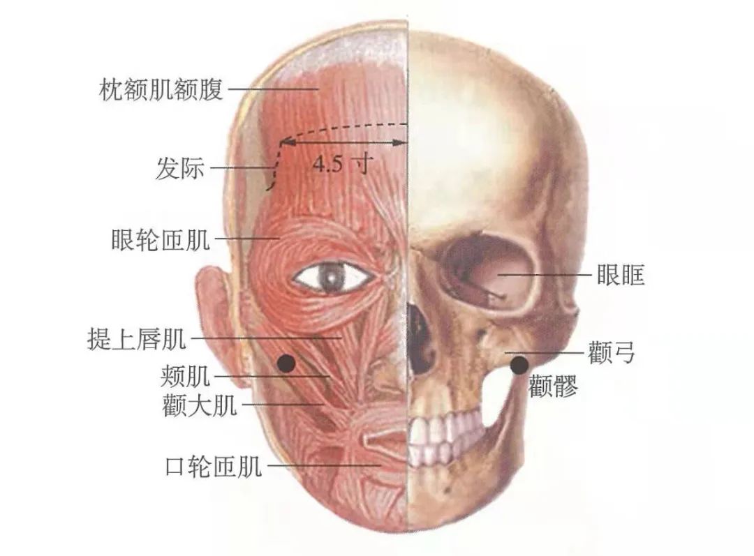 颧髎的准确位置图片