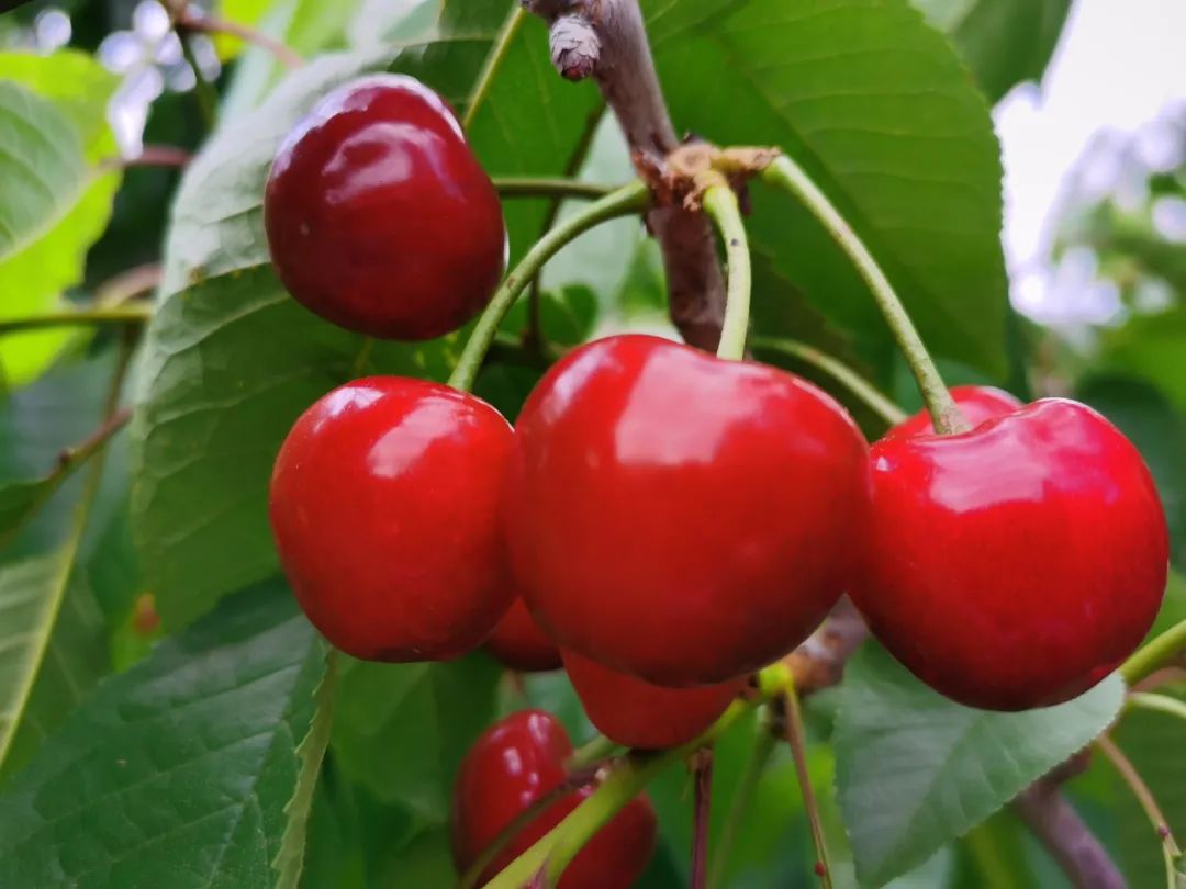 昭通鲁甸大樱桃成熟上市 富了果农美了村庄