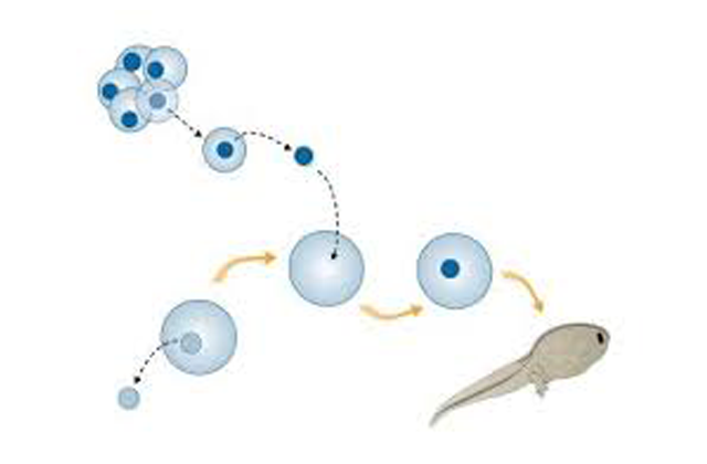 为什么克隆羊多莉死后我们很少听到克隆动物的消息了