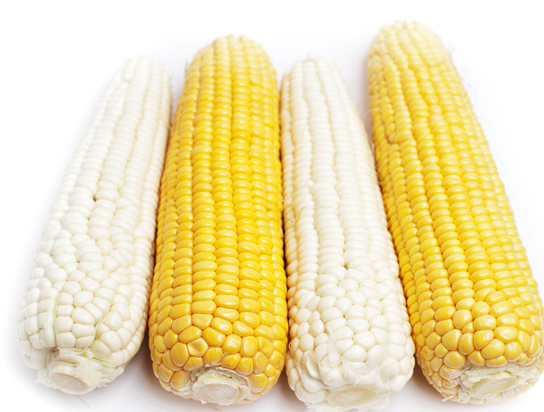 目前农村种植的转基因玉米品种,数量有了