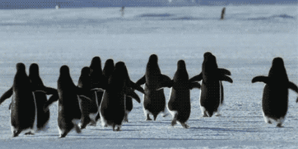 2020年2月,南极气温首破20度,大量海冰消失,南极带帽企鹅数量下降了75