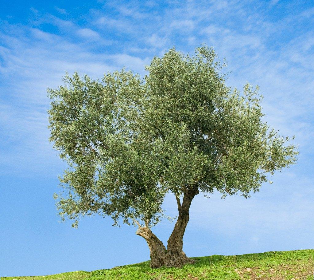橄榄树是什么样子图片