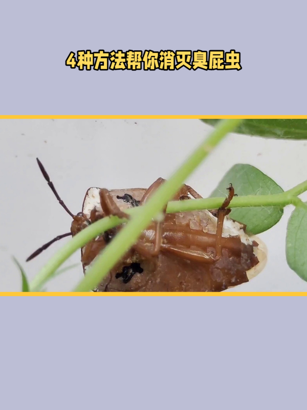 消灭臭屁虫的四种方法