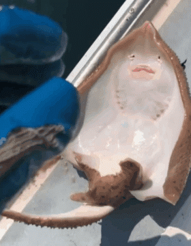 渔民在黄貂鱼肚子上挠痒痒,鱼张开大嘴,仿佛在"笑"?