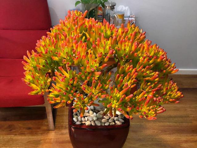 公认的"八种旺财花",适合养在家里,不仅寓意好,还很养人