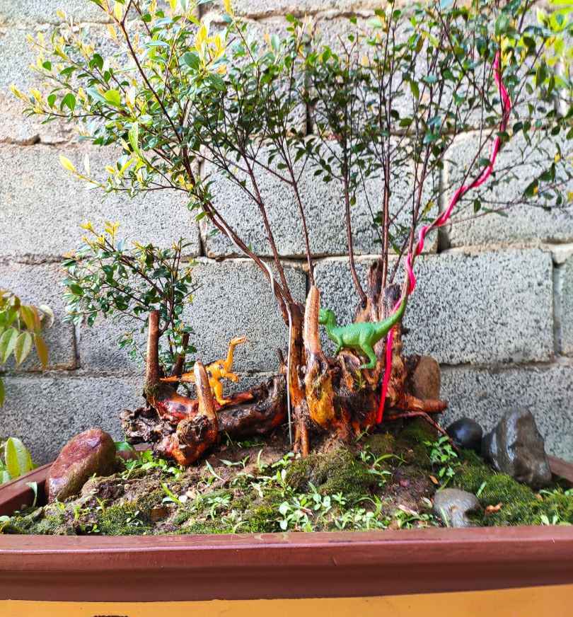 想在室内养小叶赤楠,掌握习性知识点,培育成艺术俱佳的小盆景