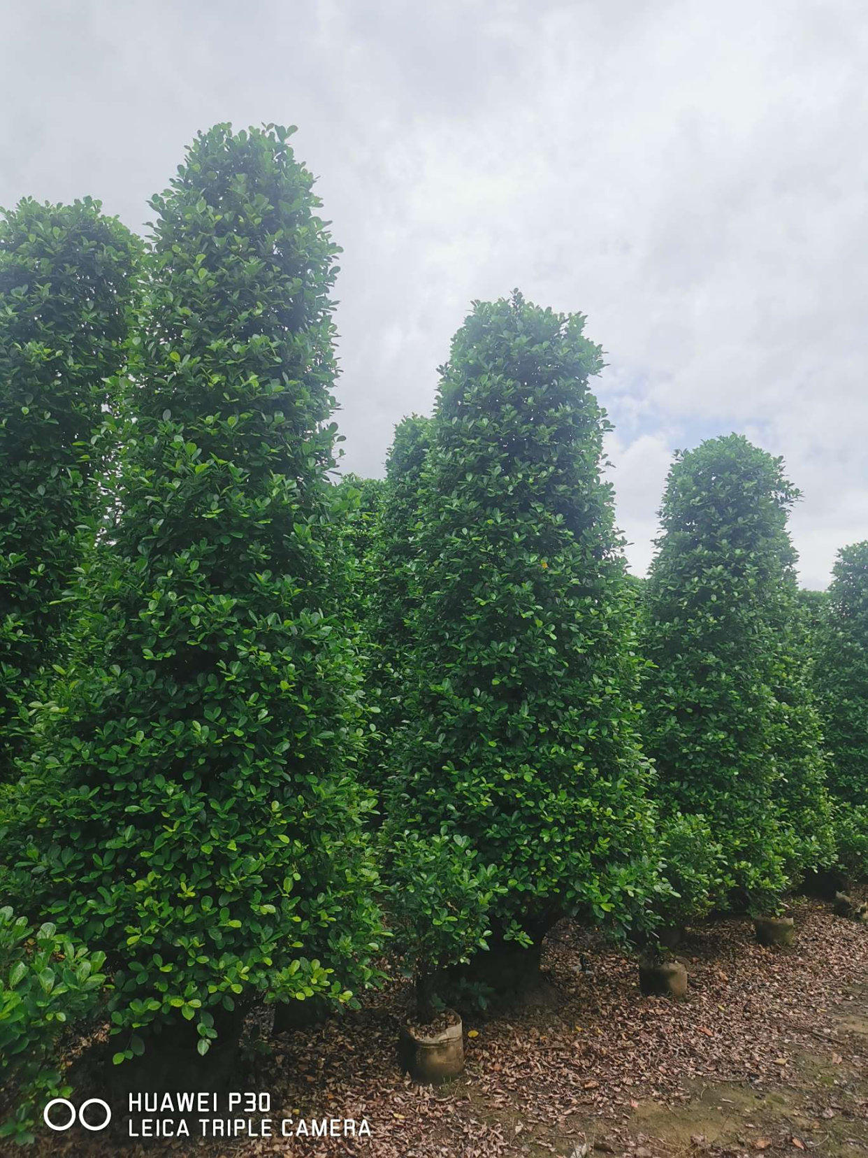 恭喜广东曾鸿万入驻苗木通:优质火山榕,基地直销,量大价优