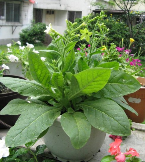 9种漂亮花,不怕暴晒酷暑,开花大半年,没有病虫害,38度成花海