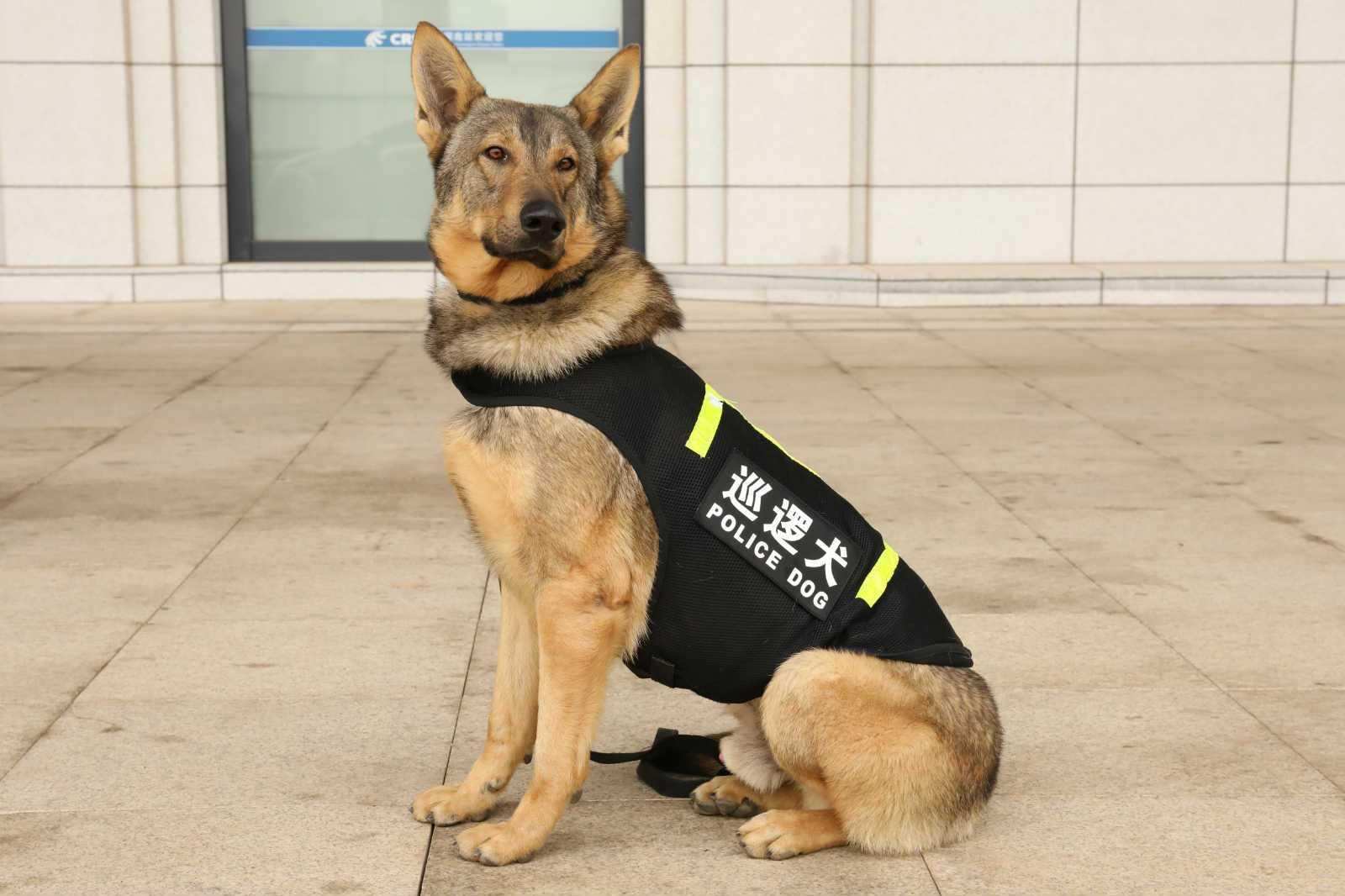 警犬壁纸图片