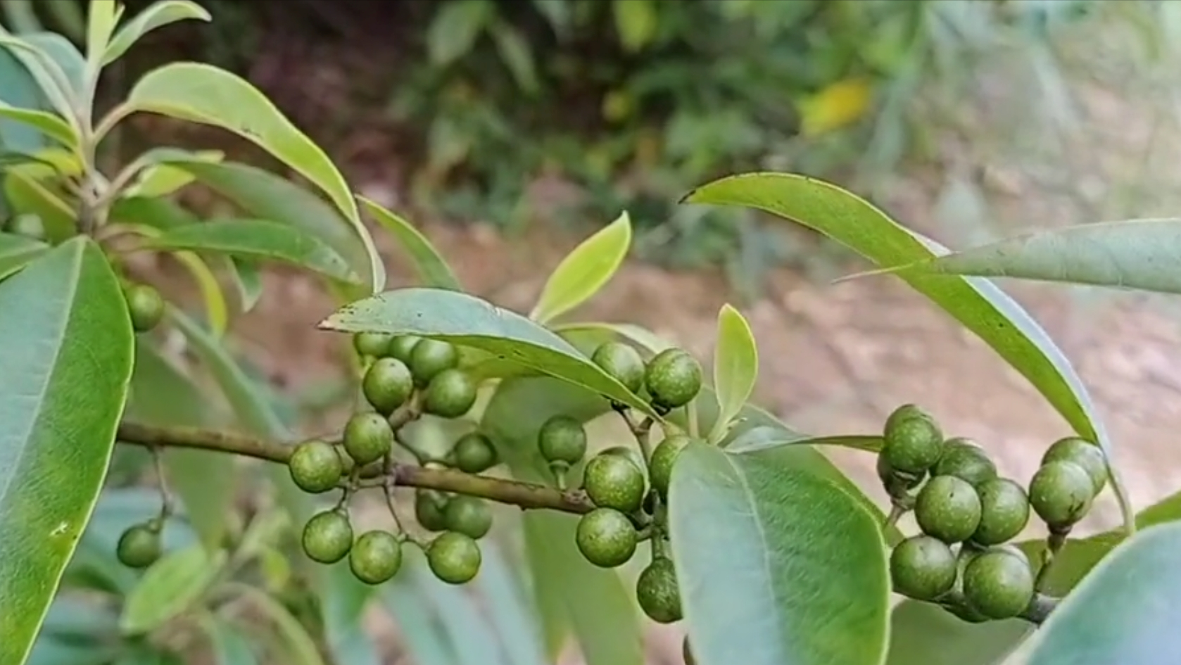 独有植物山苍子,别名山胡椒,野胡椒,山鸡椒,有4大厉害妙用