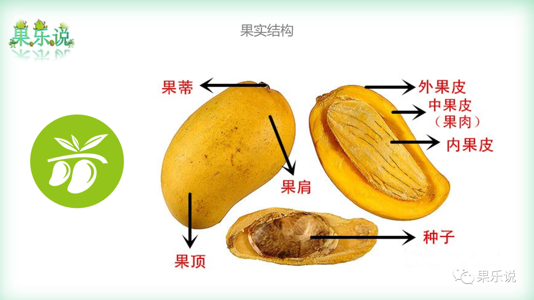 各类果品中的营养物质及生物活性物质情况(5):芒果类