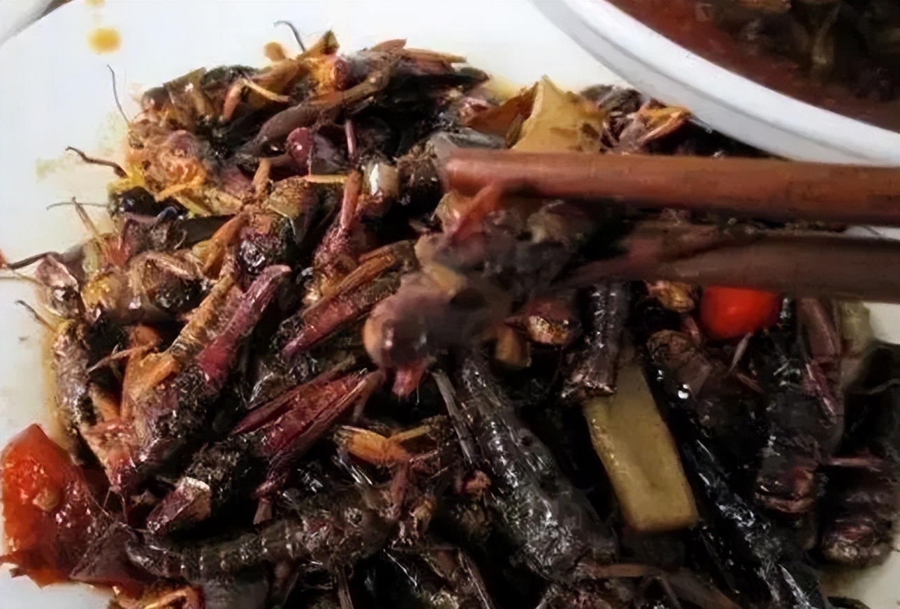 农村常见的害虫"蝲蝲蛄",它到底能不能吃?花大价钱买它值吗?