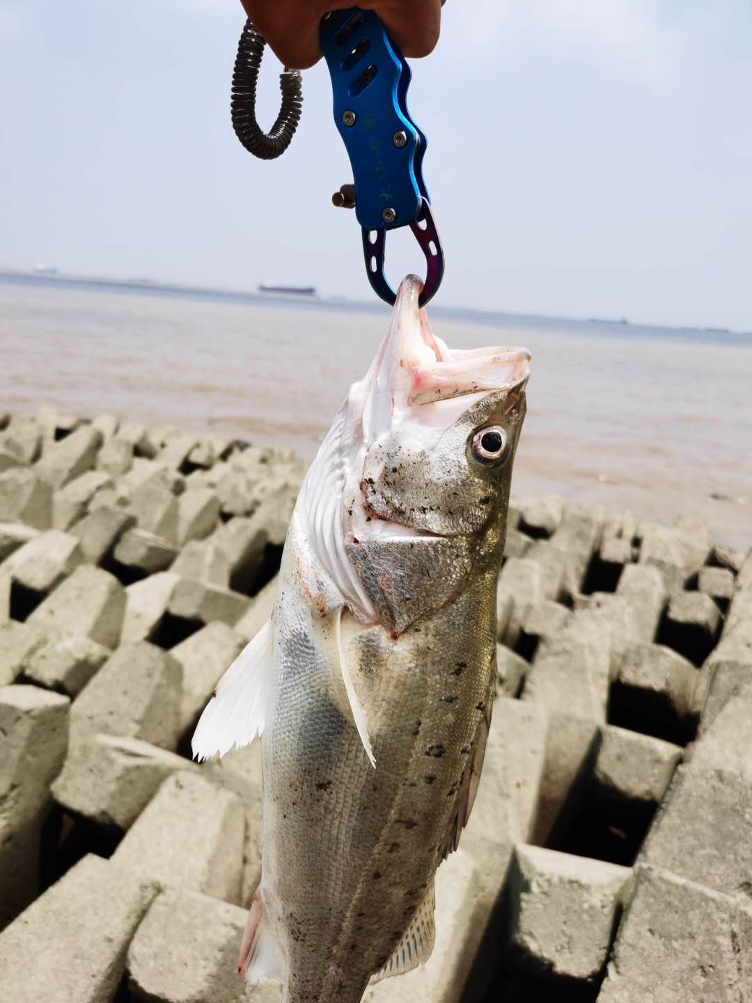 冬季路亚七星鲈攻略技巧,完美制胜