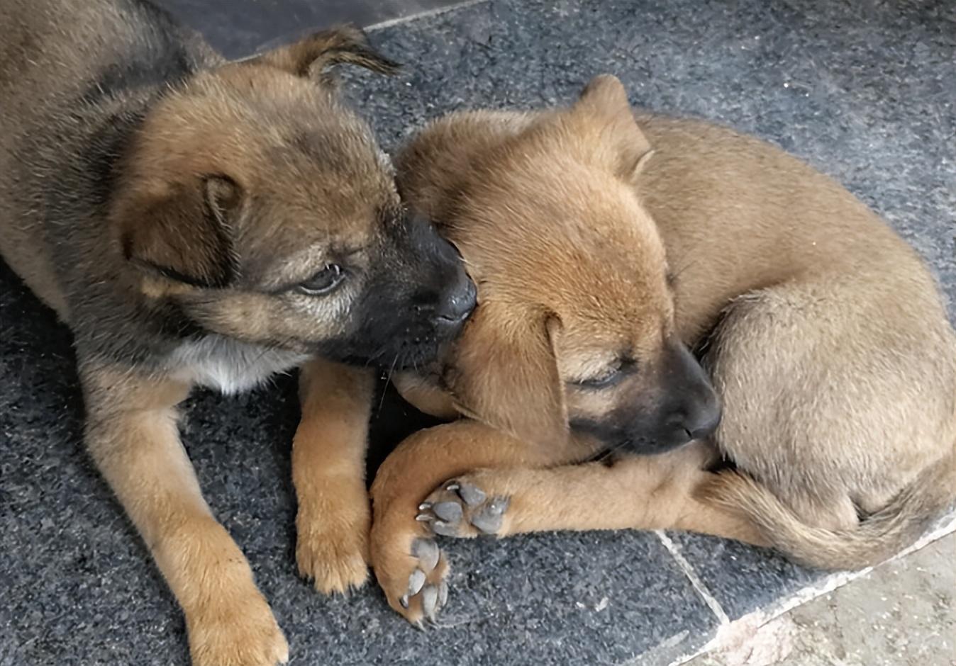 動物園讓李楠認養妞妞