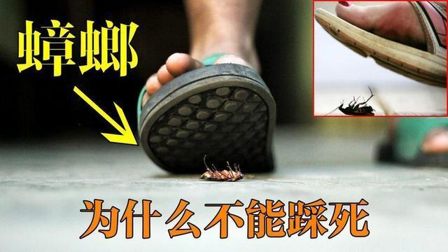 第一点,用脚去踩蟑螂,未必能把它们踩死.