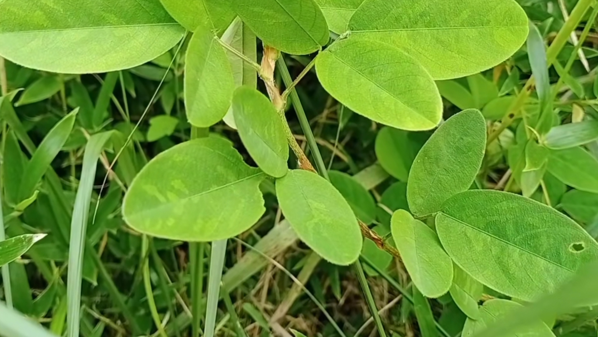 它的叶子长得像花生叶,人称假地豆,是很好的牧草,治跌打蛇伤