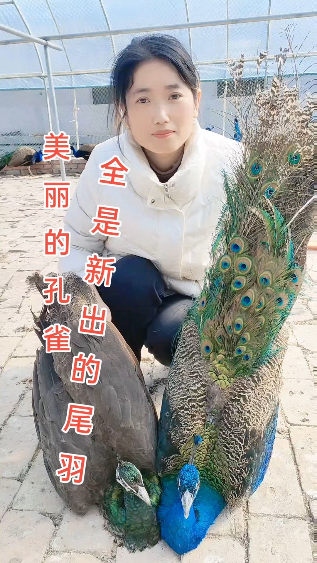 美丽的蓝孔雀全是新出的尾羽!成年孔雀多少钱一只