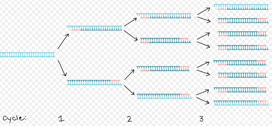 聚合酶链式反应,聚合酶链式反应分析仪校准规范 聚合酶链式反应,聚合酶链式反应分析仪校准规范